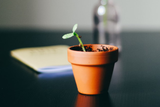 Developing a Growth Mindset: How Our Thoughts Help Us to Succeed
