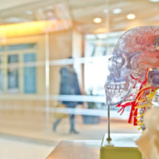 Decorative photo of model of human brain