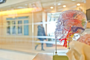 Decorative photo of model of human brain