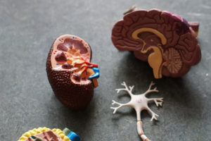 Decorative photo of model organs