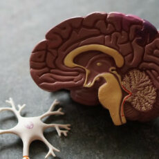 Decorative photo of model brain