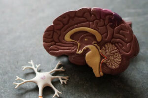 Decorative photo of model brain