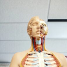 Decorative photo of medical skeleton