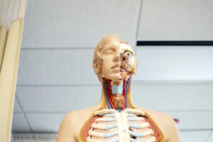 Decorative photo of medical anatomy model