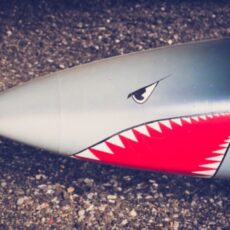 Decorative photo of a shark